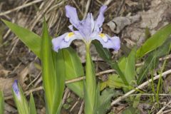 Dwarf-crested Iris, Iris criststa