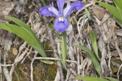 Dwarf-crested Iris, Iris criststa