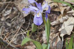 Dwarf-crested Iris, Iris criststa