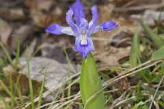 Dwarf-crested Iris, Iris criststa