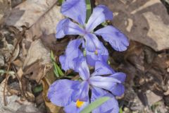 Dwarf-crested Iris, Iris criststa