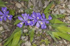 Dwarf-crested Iris, Iris criststa