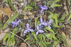 Dwarf-crested Iris, Iris criststa