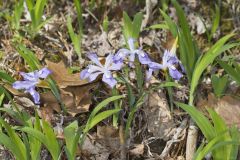 Dwarf-crested Iris, Iris criststa