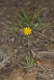 Dwarf Dandelion, Krigia virginica