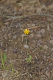 Dwarf Dandelion, Krigia virginica
