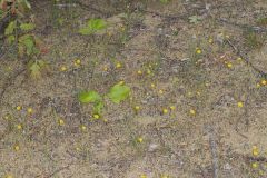 Dwarf Dandelion