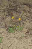 Dwarf Dandelion, Krigia virginica
