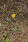 Dwarf Dandelion, Krigia virginica