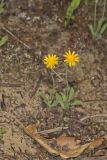 Dwarf Dandelion, Krigia virginica