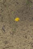 Dwarf Dandelion, Krigia virginica