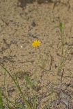 Dwarf Dandelion, Krigia virginica