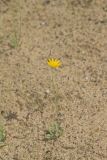 Dwarf Dandelion, Krigia virginica