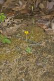 Dwarf Dandelion, Krigia virginica