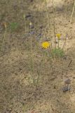 Dwarf Dandelion, Krigia virginica