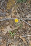 Dwarf Dandelion, Krigia virginica