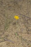 Dwarf Dandelion, Krigia virginica