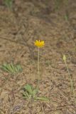 Dwarf Dandelion, Krigia virginica