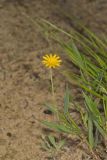 Dwarf Dandelion, Krigia virginica
