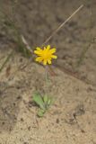 Dwarf Dandelion, Krigia virginica