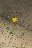 Dwarf Dandelion, Krigia virginica