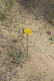 Dwarf Dandelion, Krigia virginica