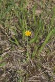Dwarf Dandelion, Krigia virginica