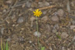 Dwarf Dandelion, Krigia virginica