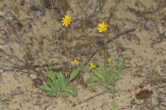 Dwarf Dandelion, Krigia virginica