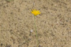 Dwarf Dandelion, Krigia virginica