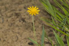 Dwarf Dandelion, Krigia virginica