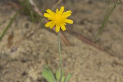 Dwarf Dandelion, Krigia virginica