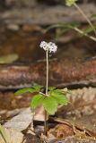 Dwarf Ginseng, Panax trifolius