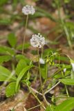 Dwarf Ginseng, Panax trifolius