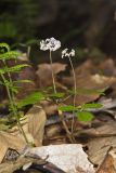Dwarf Ginseng, Panax trifolius