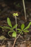 Dwarf Ginseng, Panax trifolius