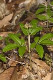 Dwarf Ginseng, Panax trifolius