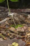 Dwarf Ginseng, Panax trifolius