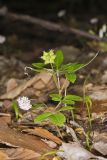 Dwarf Ginseng, Panax trifolius