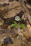 Dwarf Ginseng, Panax trifolius