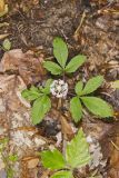Dwarf Ginseng, Panax trifolius
