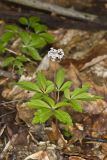 Dwarf Ginseng, Panax trifolius
