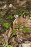 Dwarf Ginseng, Panax trifolius