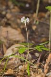Dwarf Ginseng, Panax trifolius