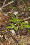 Dwarf Ginseng, Panax trifolius