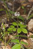 Dwarf Ginseng, Panax trifolius