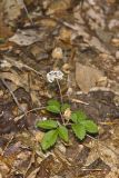 Dwarf Ginseng, Panax trifolius