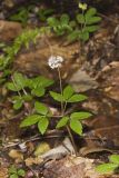 Dwarf Ginseng, Panax trifolius