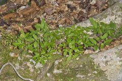 Dwarf Ginseng, Panax trifolius