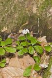 Dwarf Ginseng, Panax trifolius